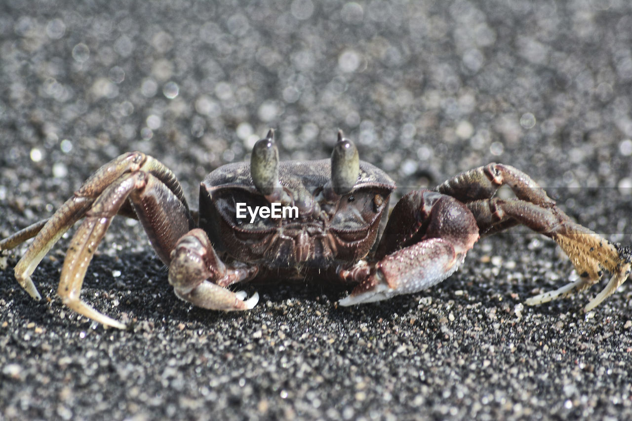 CLOSE-UP OF CRAB ON THE BEACH