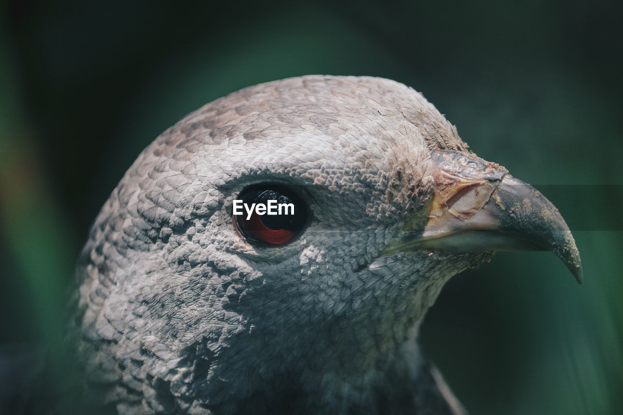 CLOSE-UP OF A DUCK