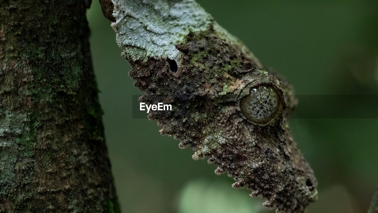 CLOSE-UP OF A TREE TRUNK