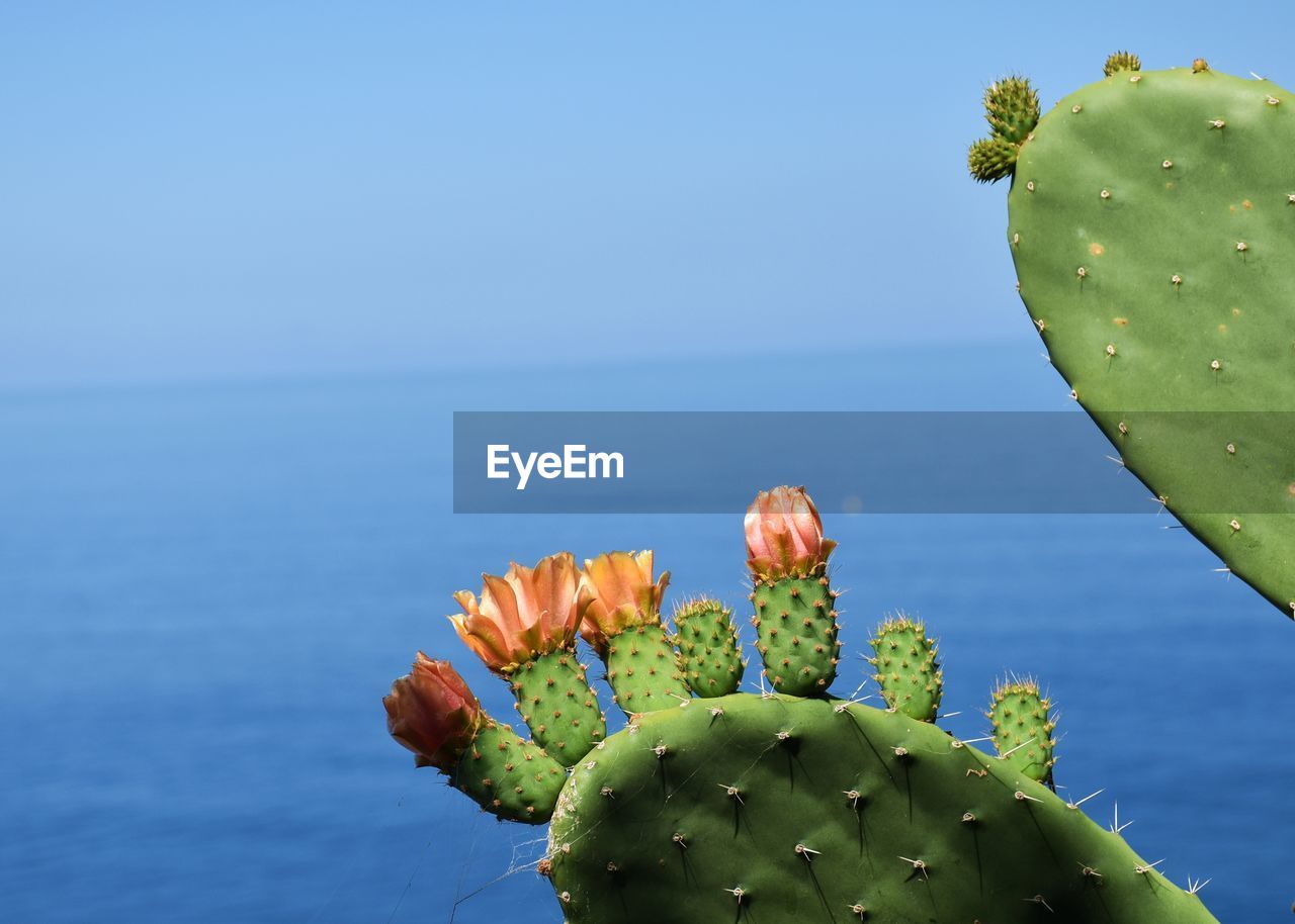 Close-up of cactus plant against sky