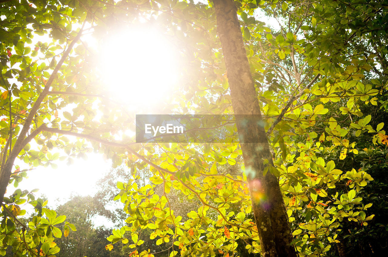 Sun shining through trees