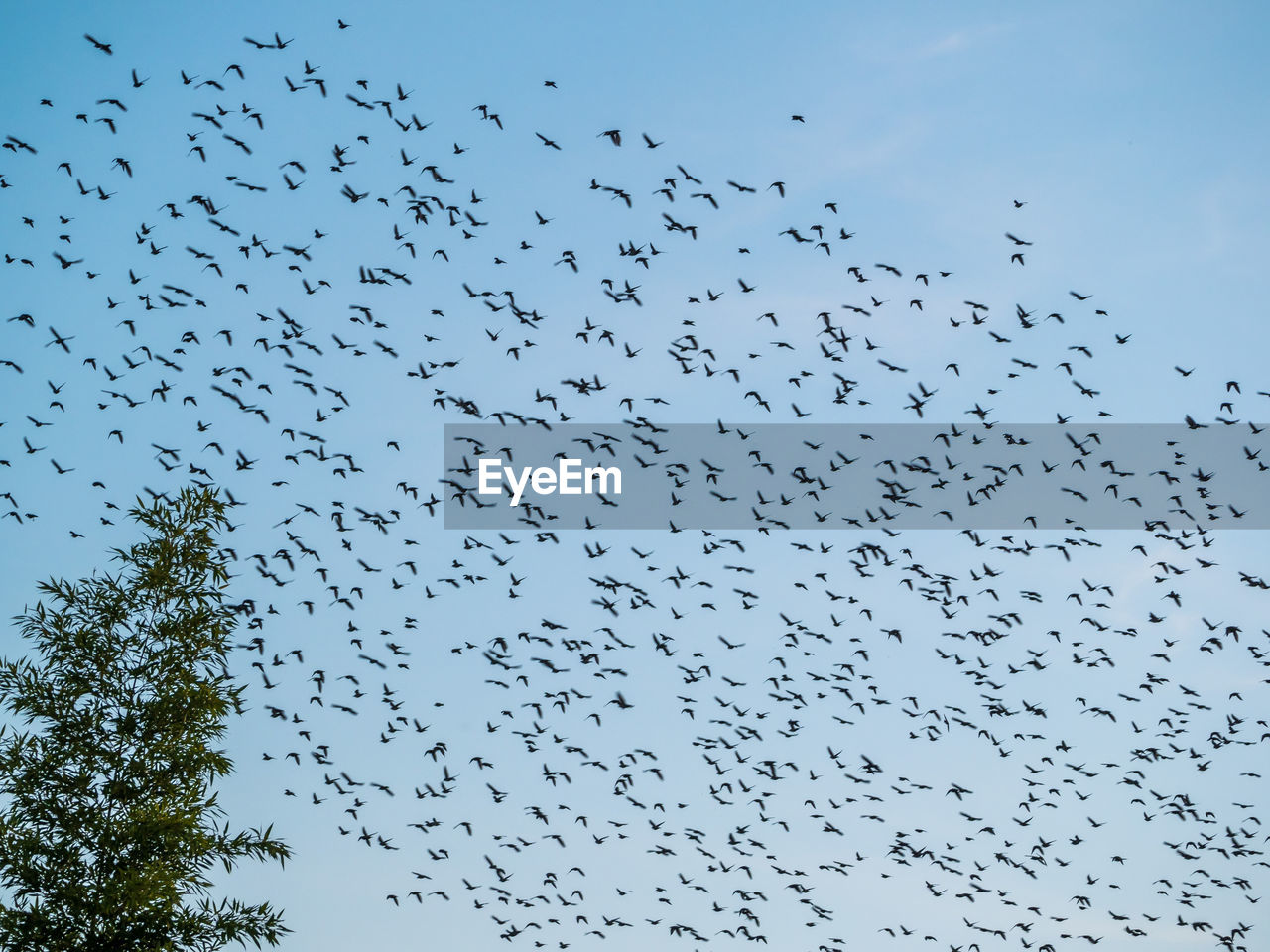 FLOCK OF BIRDS FLYING IN THE SKY
