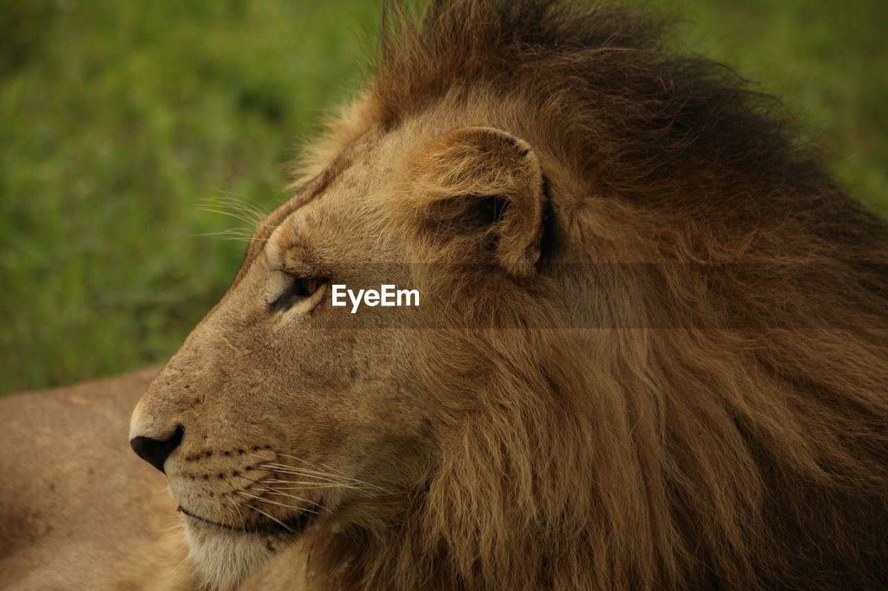 Close-up of lion in forest