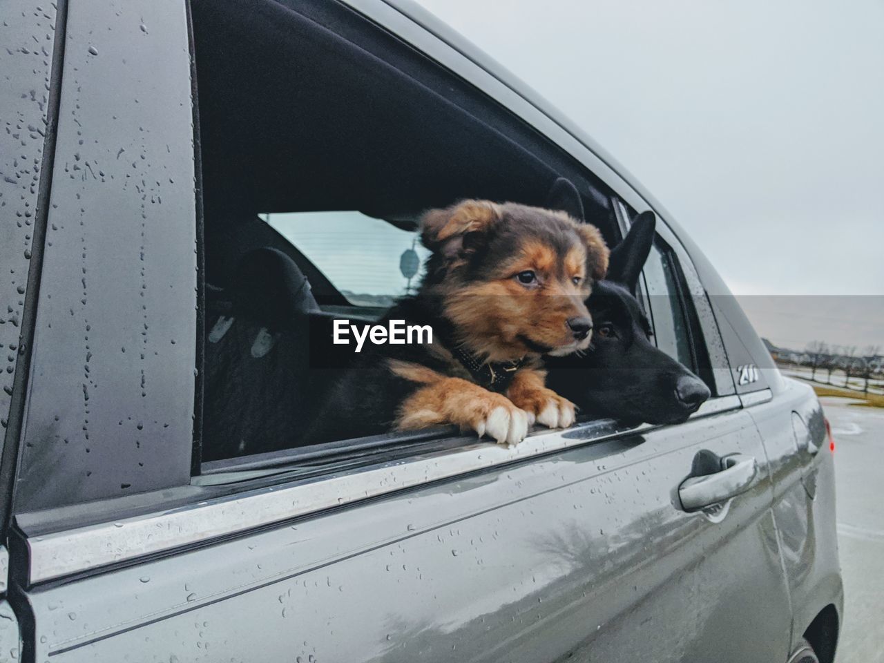 PORTRAIT OF DOG LOOKING AT CAR