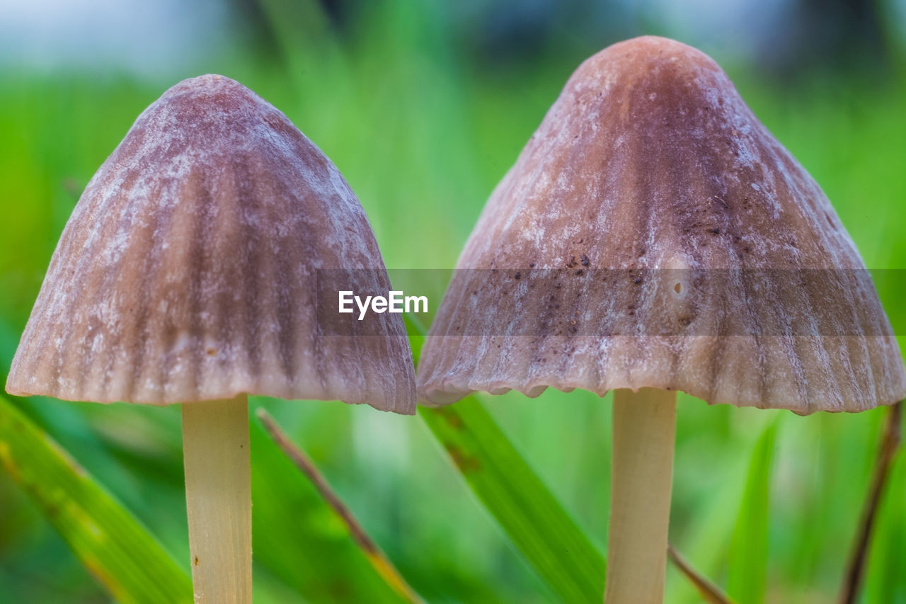 CLOSE-UP OF MUSHROOM GROWING IN GARDEN