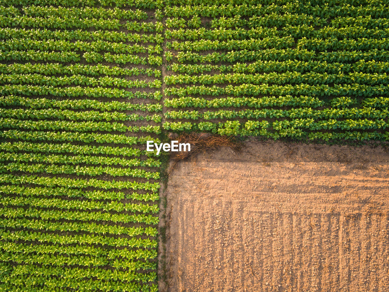 SCENIC VIEW OF FARM