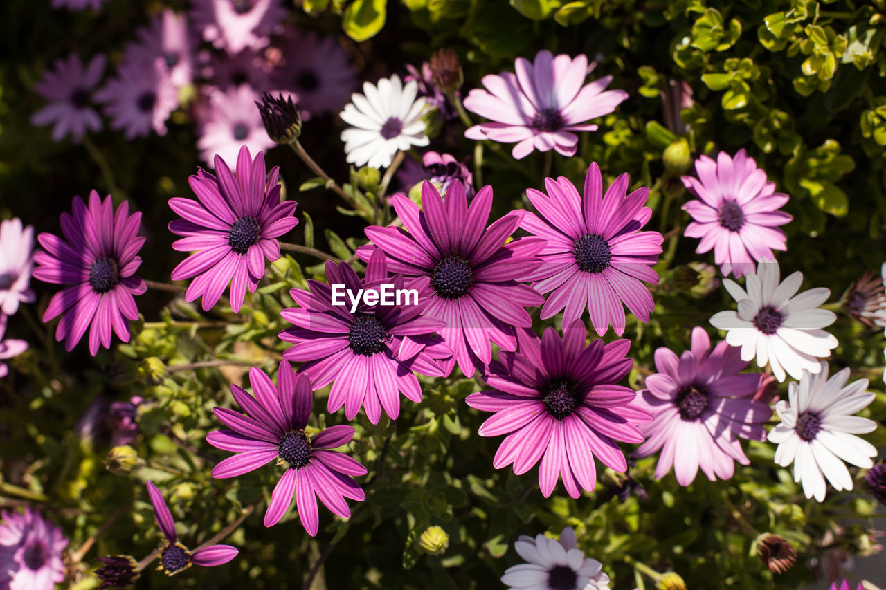 Close-up of pink flowers