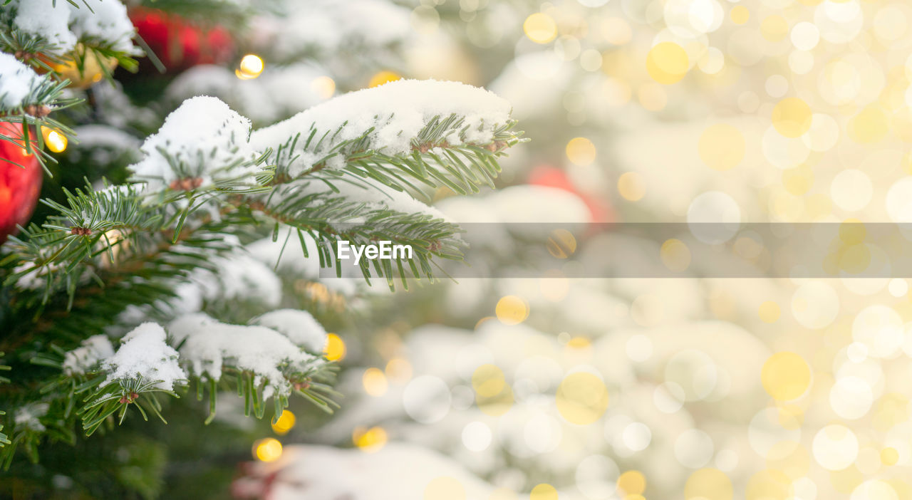 CLOSE-UP OF CHRISTMAS TREE ON BRANCH