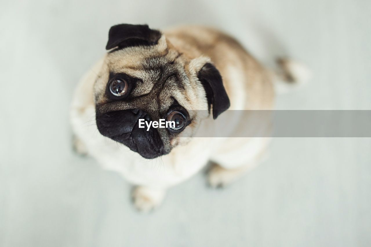 Directly above portrait view of pug
