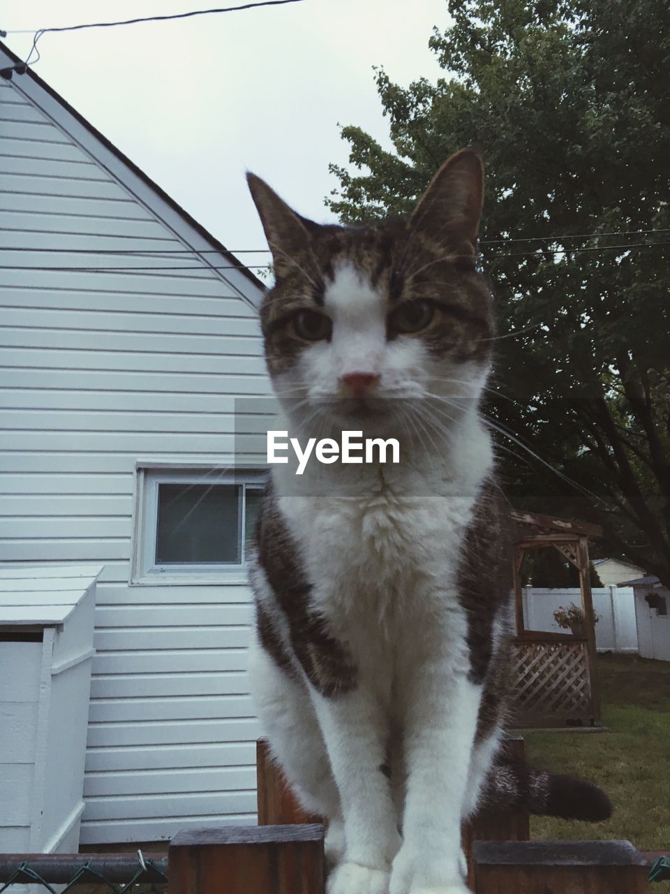 CAT STANDING ON ROOF OF BUILDING