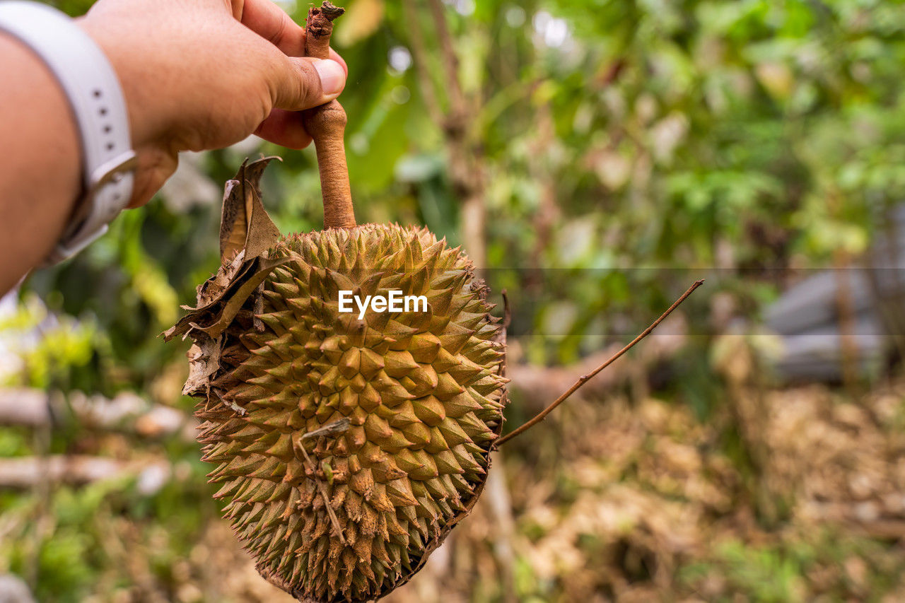 cropped hand of man holding fruit