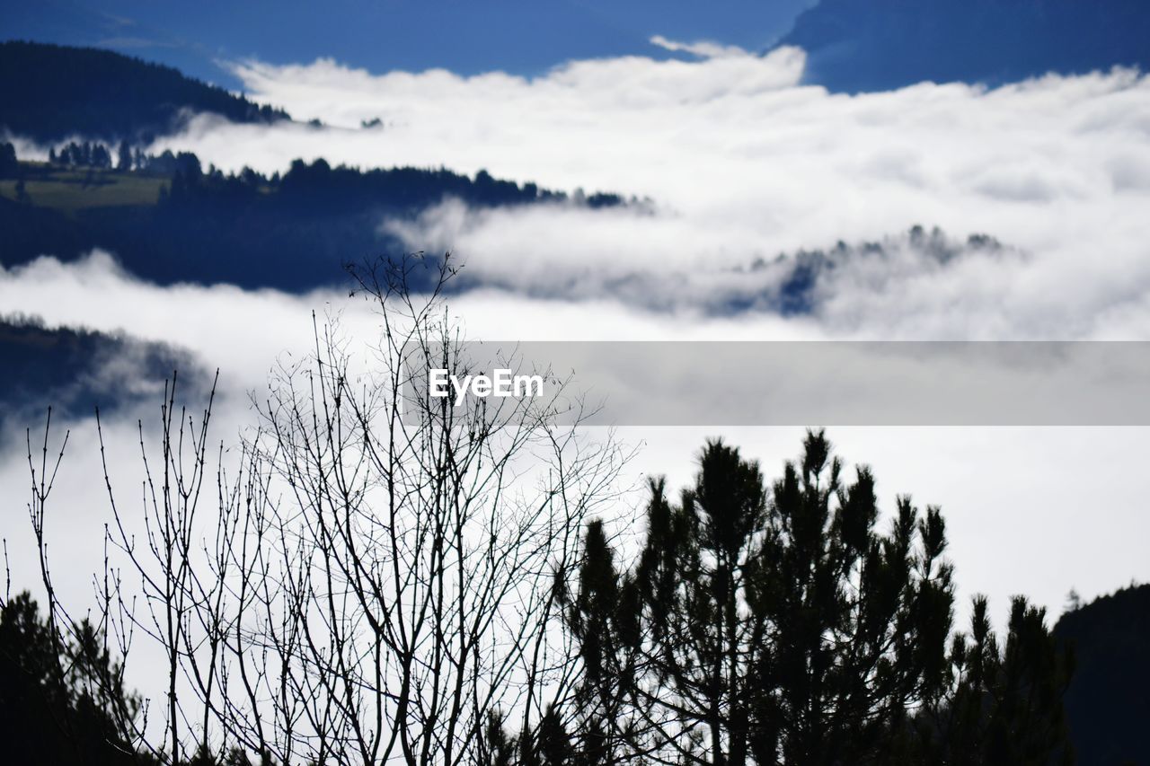 Low angle view of trees against sky