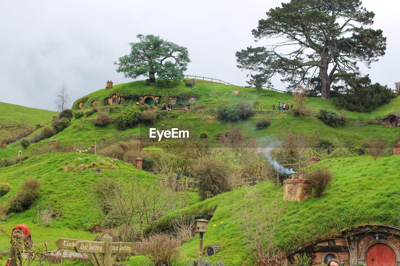 Scenic view of trees on field against clear sky