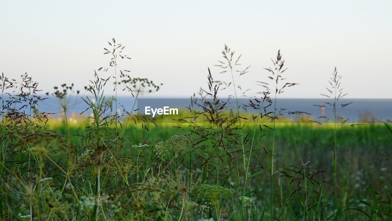 PLANTS ON FIELD AGAINST SKY