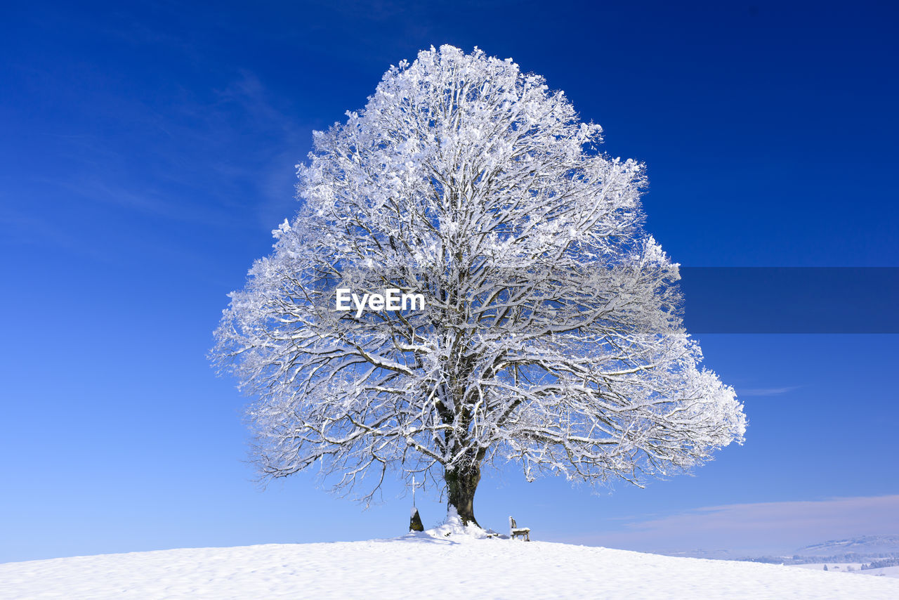 Big old deciduous tree at winter with snow and ice