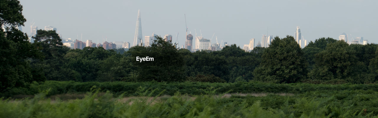 TREES IN CITY