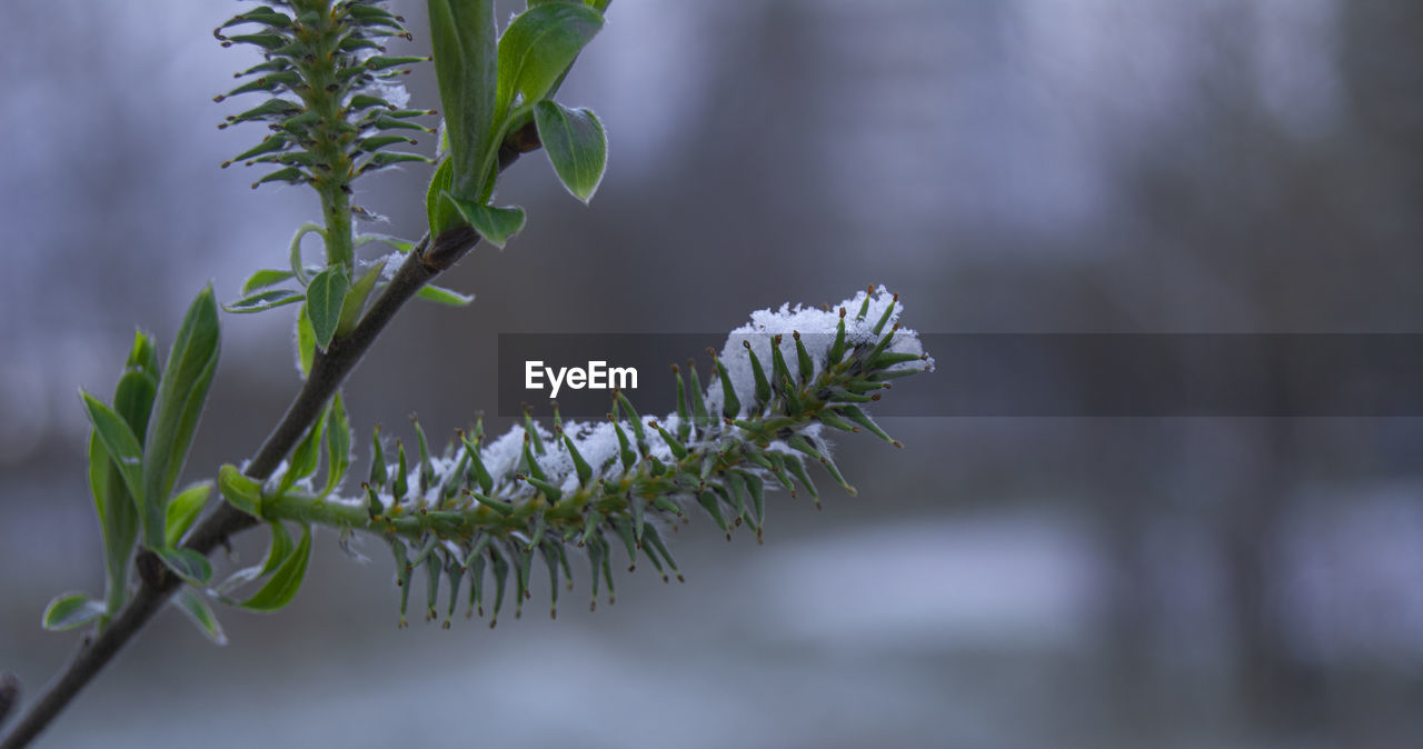 CLOSE-UP OF SNOW ON PLANT