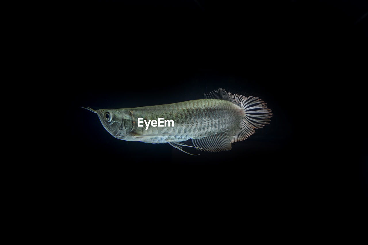 CLOSE-UP OF FISH UNDERWATER