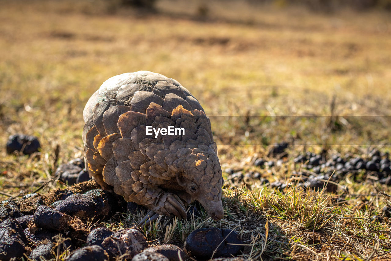 CLOSE-UP OF TORTOISE ON FIELD