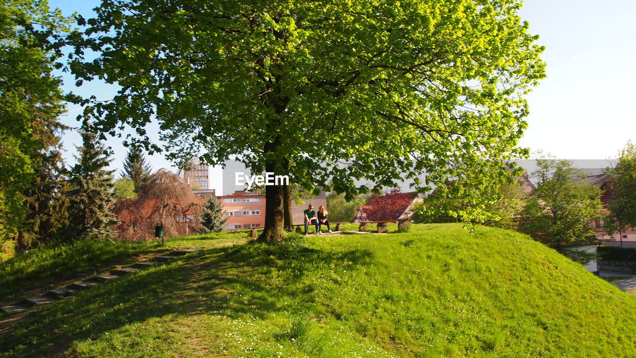 TREES IN PARK AGAINST SKY