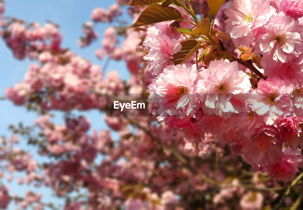 CLOSE-UP OF PINK CHERRY BLOSSOMS IN SPRING