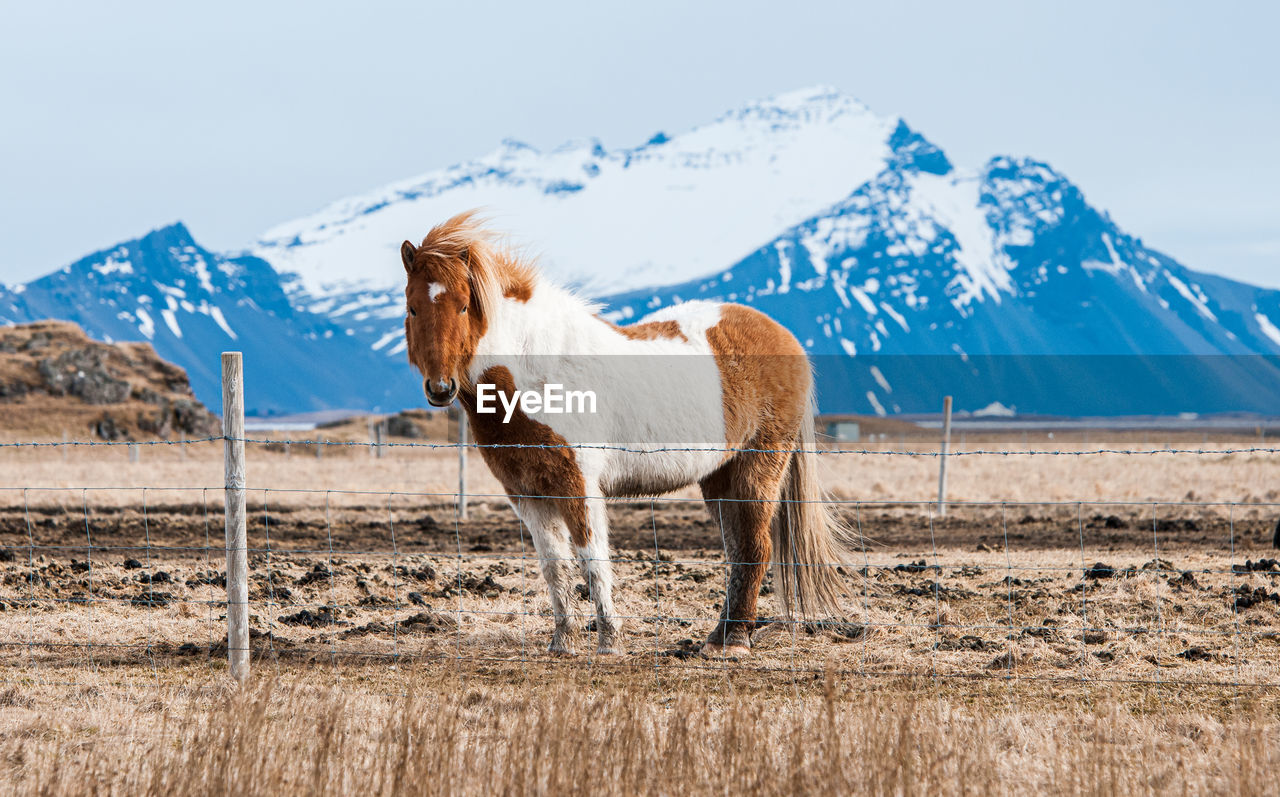 Horse standing on snow covered field against sky