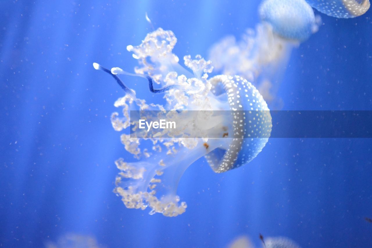 Close-up of white jellyfish swimming underwater