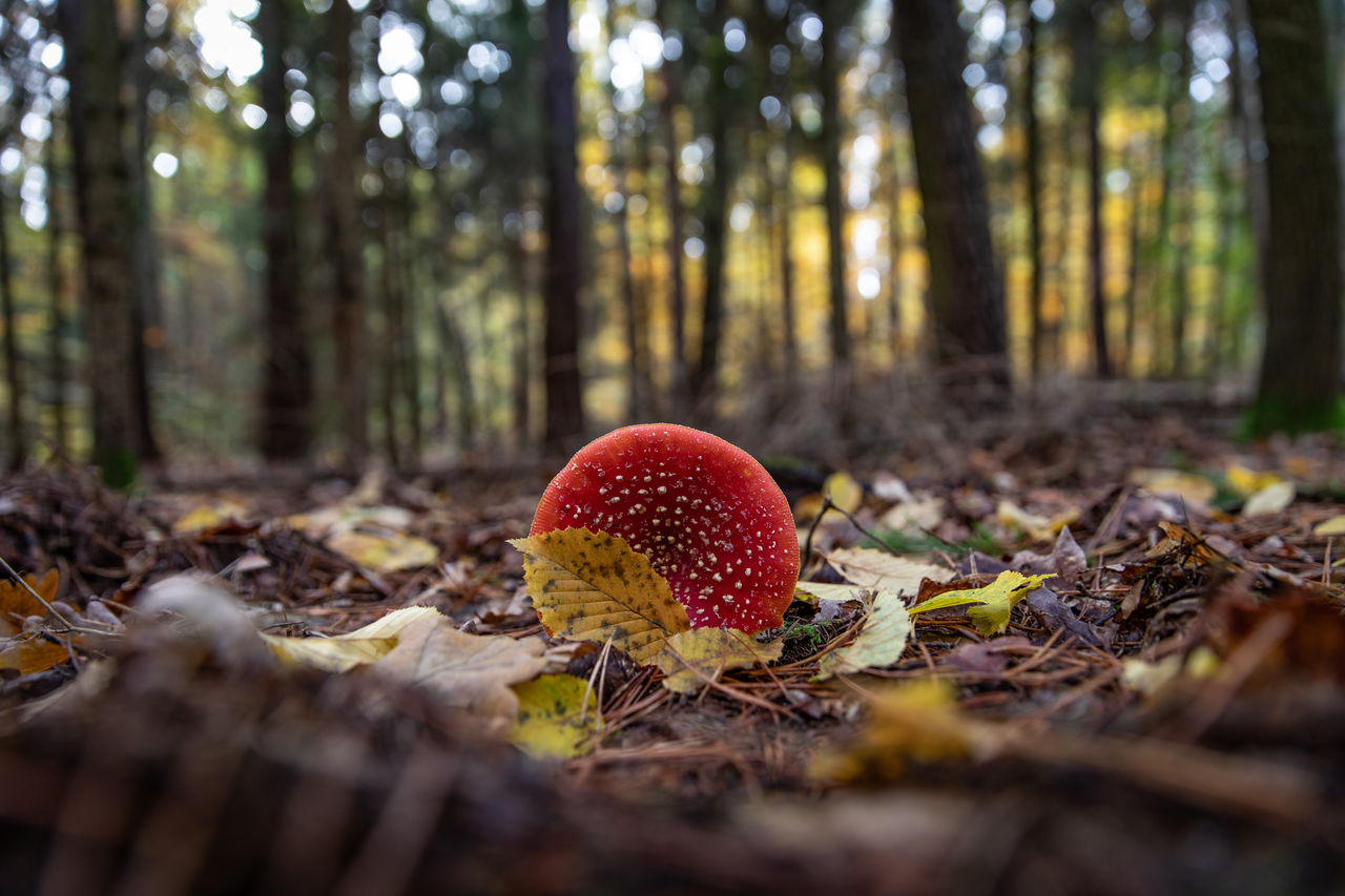 forest, nature, tree, autumn, land, plant, woodland, natural environment, fungus, mushroom, food, leaf, growth, vegetable, selective focus, beauty in nature, no people, tree trunk, trunk, environment, outdoors, tranquility, food and drink, red, day, surface level, landscape, flower, plant part, pinaceae