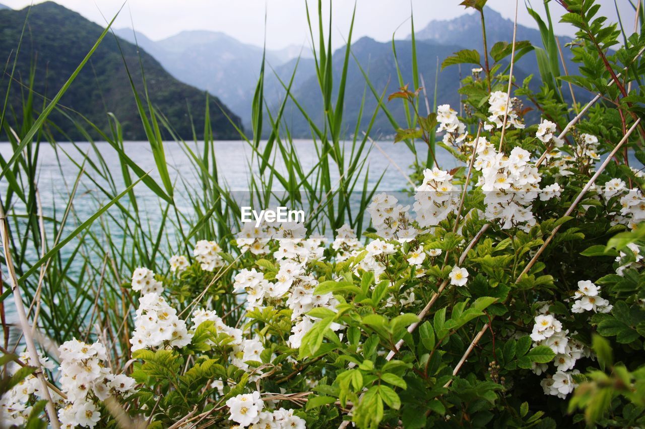 CLOSE-UP OF WHITE FLOWERS GROWING ON LAKE AGAINST SKY