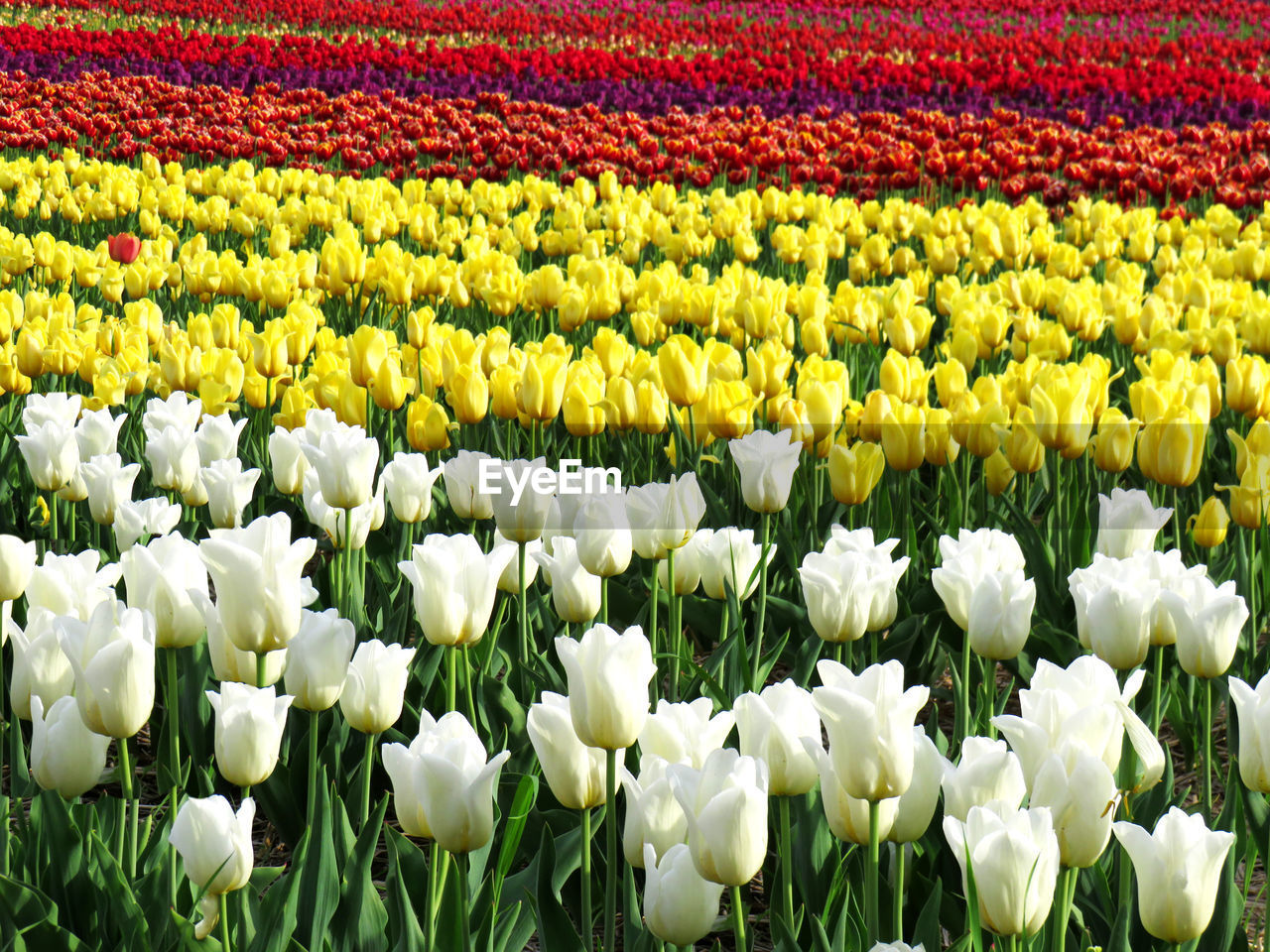 White, yellow and red  tulips in field