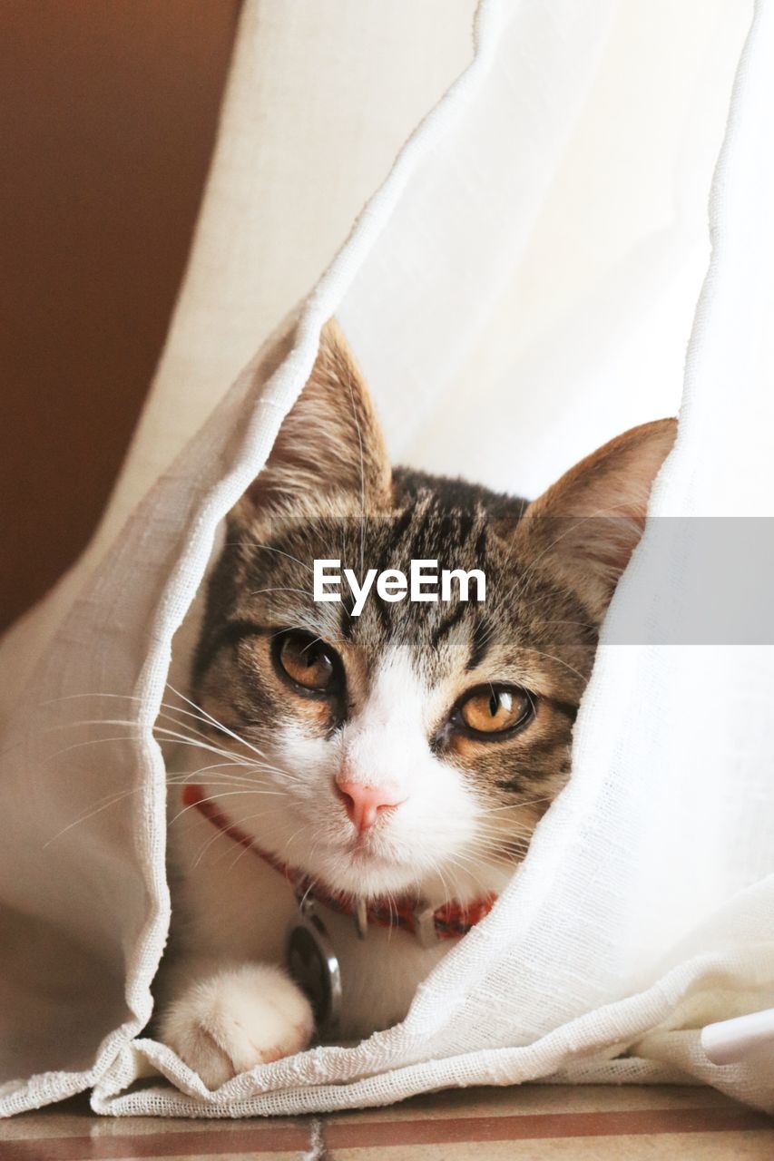 Portrait of cat relaxing on the floor between lighting white curtains