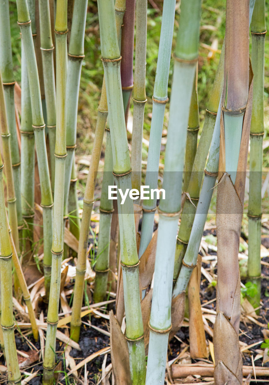 CLOSE-UP OF BAMBOO ON PLANTS ON FIELD