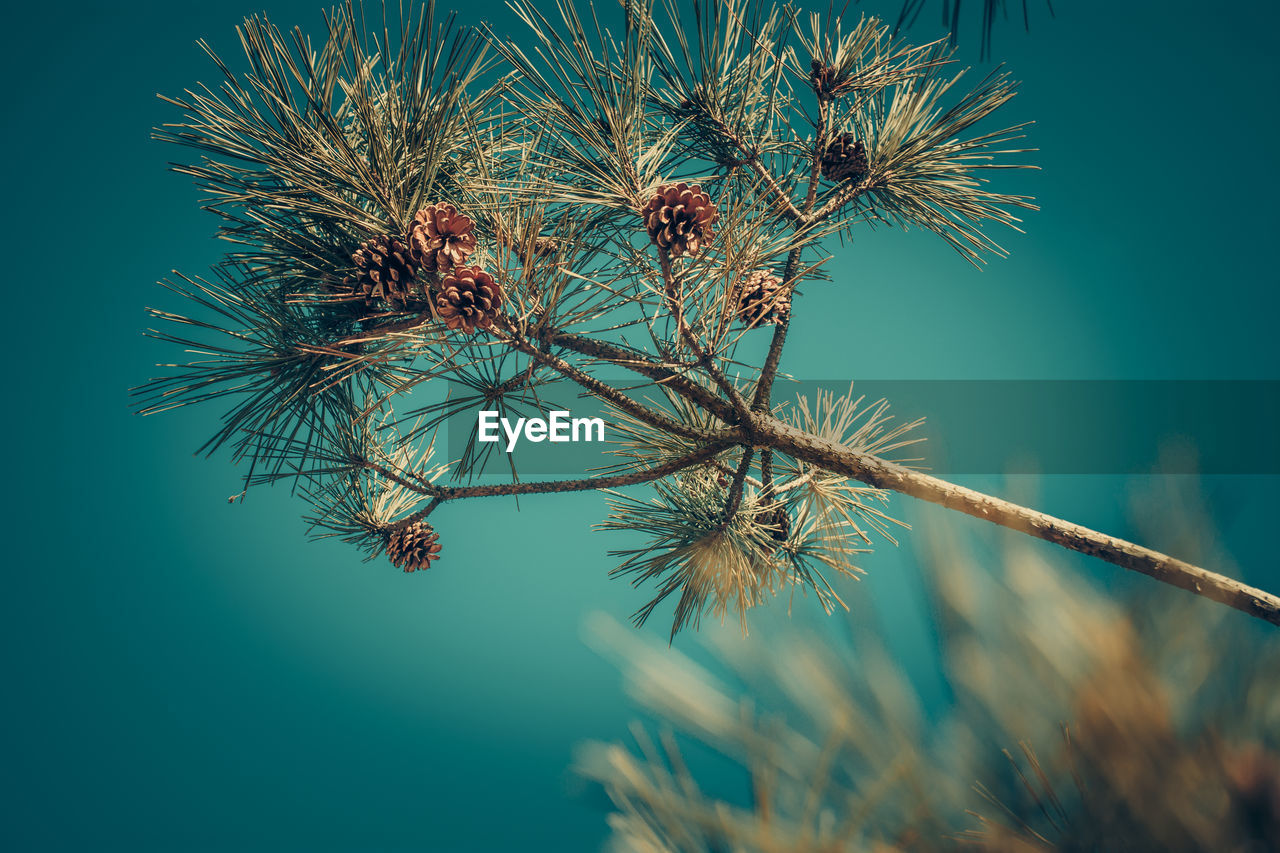 CLOSE-UP OF THISTLE AGAINST CLEAR SKY