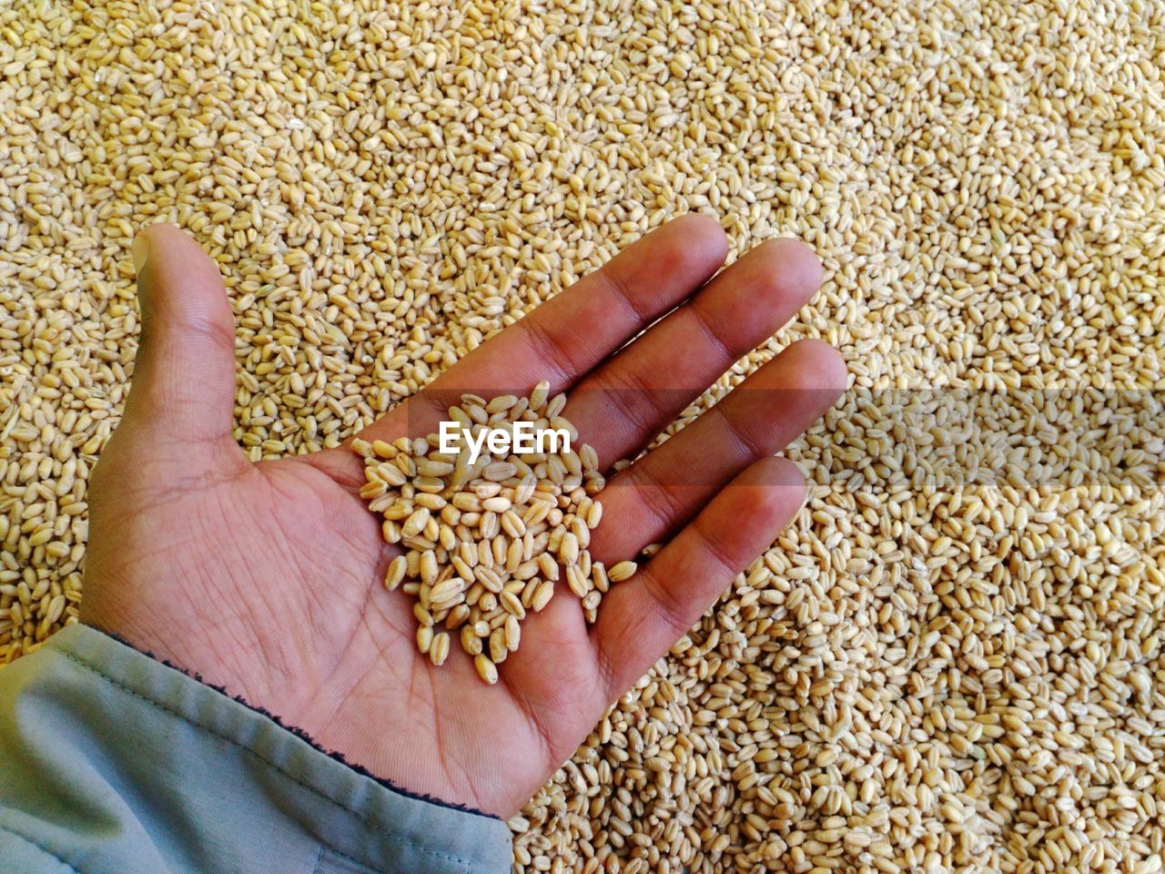 Cropped hand of person holding wheat