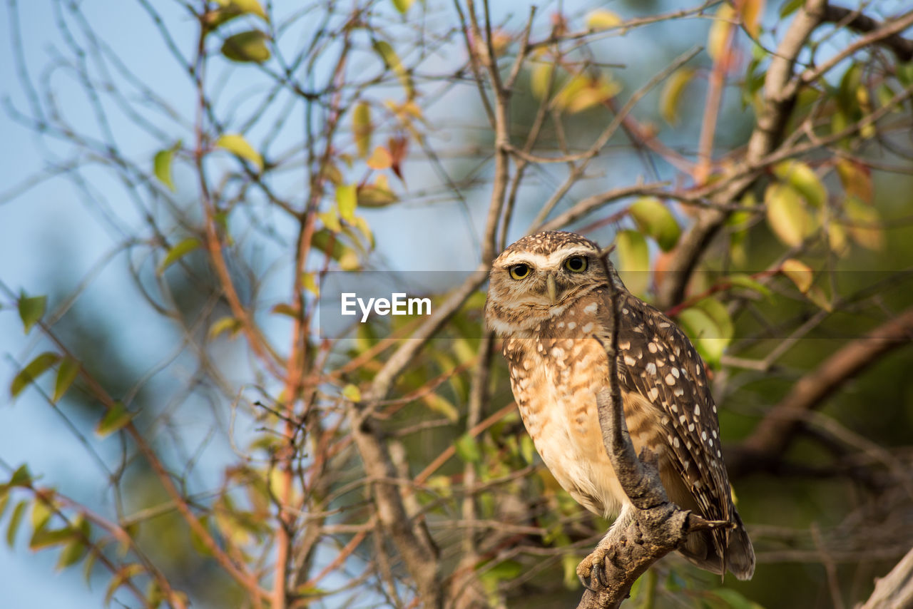 Bird perching on a tree