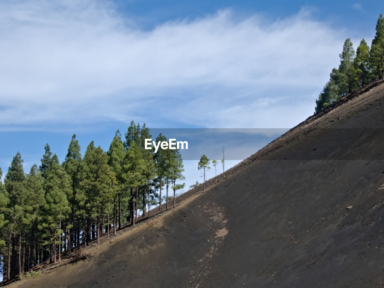 Canary pine landscape on a volcanic slope