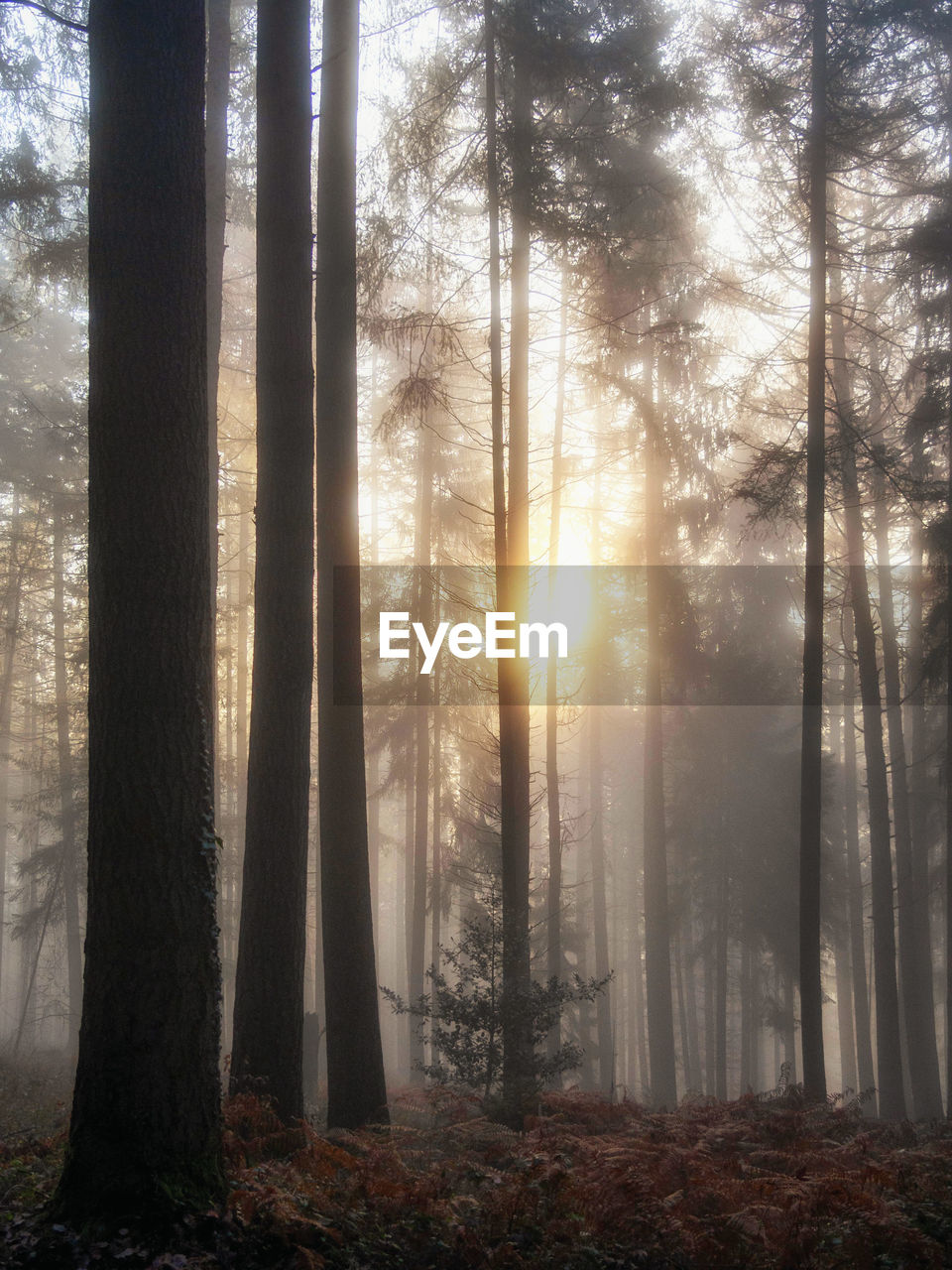 tree, forest, land, plant, woodland, tree trunk, trunk, nature, sunlight, sunbeam, tranquility, beauty in nature, fog, environment, sun, tranquil scene, morning, natural environment, scenics - nature, sky, non-urban scene, landscape, no people, back lit, mist, idyllic, growth, pine woodland, outdoors, autumn, pine tree, coniferous tree, light, lens flare, pinaceae, silhouette, dawn, twilight, day, remote, sunrise