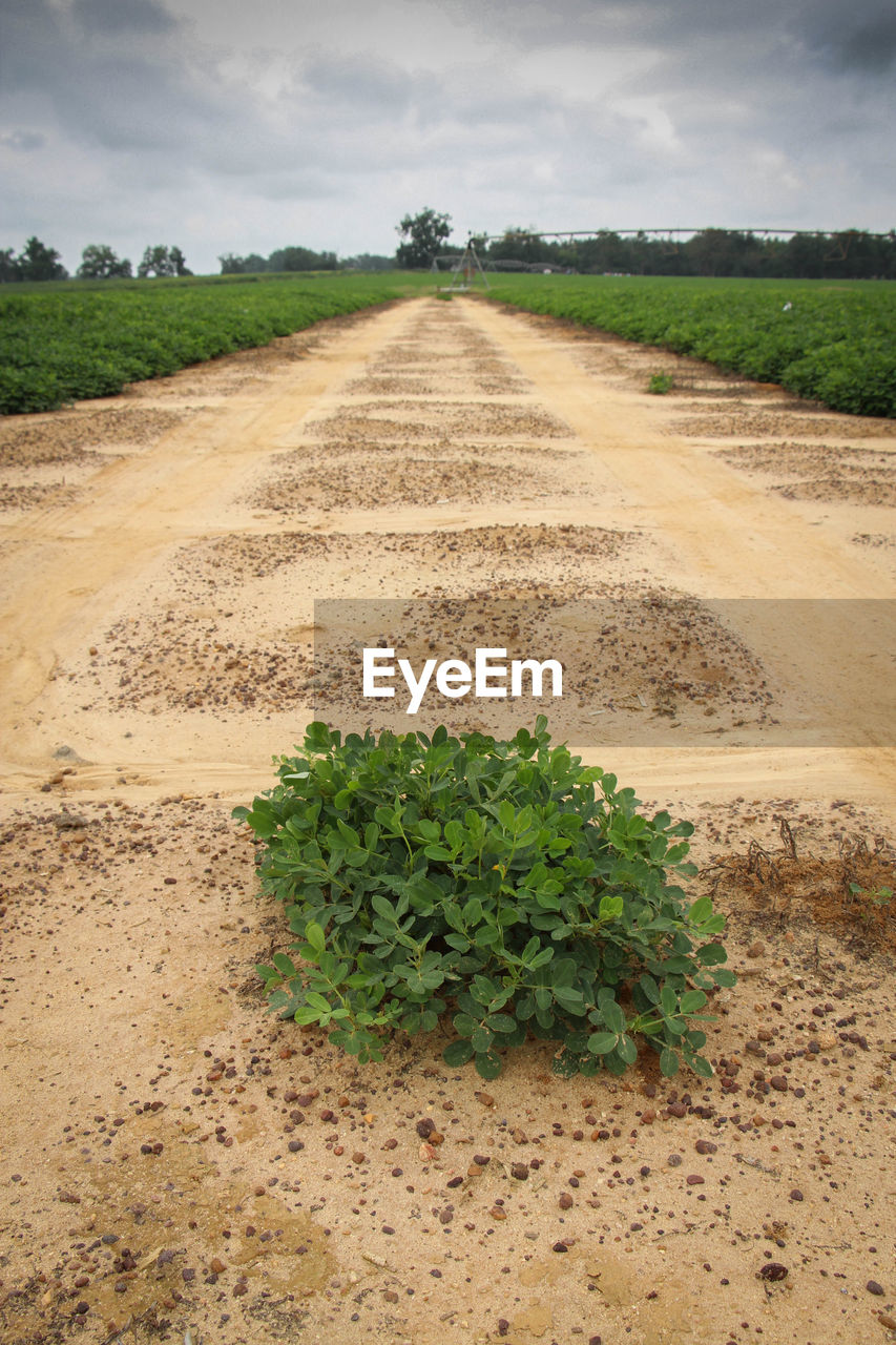 Road passing through field