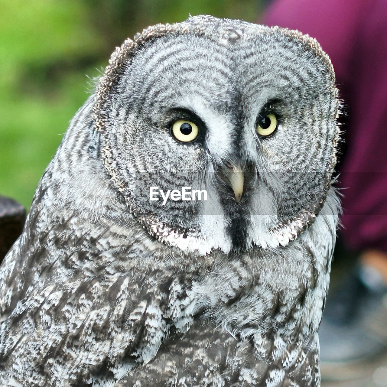 PORTRAIT OF OWL