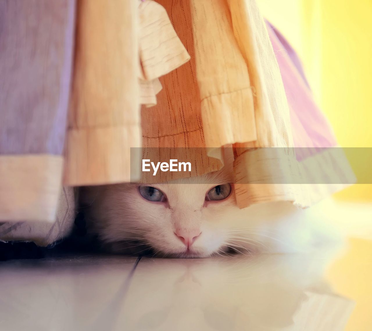 CLOSE-UP PORTRAIT OF CAT WITH EYES CLOSED