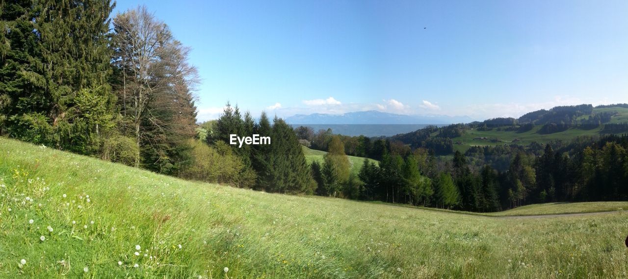 SCENIC VIEW OF TREES ON LANDSCAPE AGAINST SKY