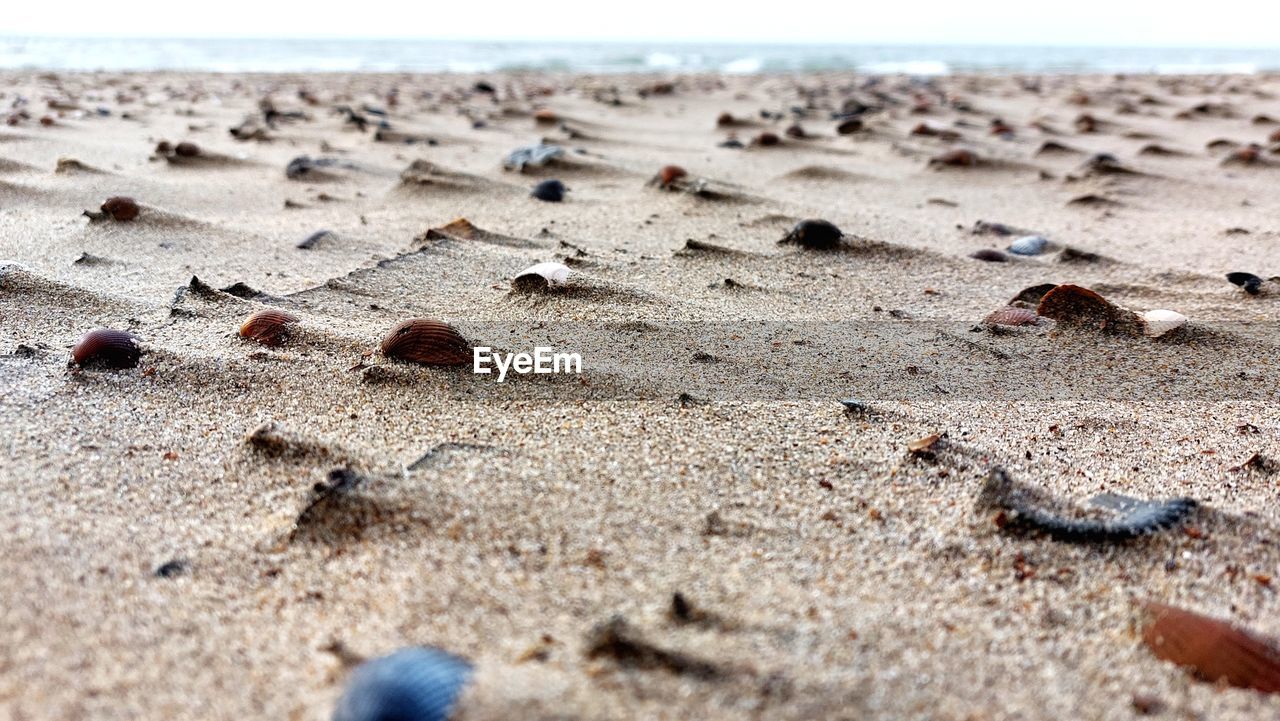 land, beach, sand, nature, sea, day, no people, water, tranquility, soil, selective focus, outdoors, beauty in nature, rock, close-up, sunlight, footprint