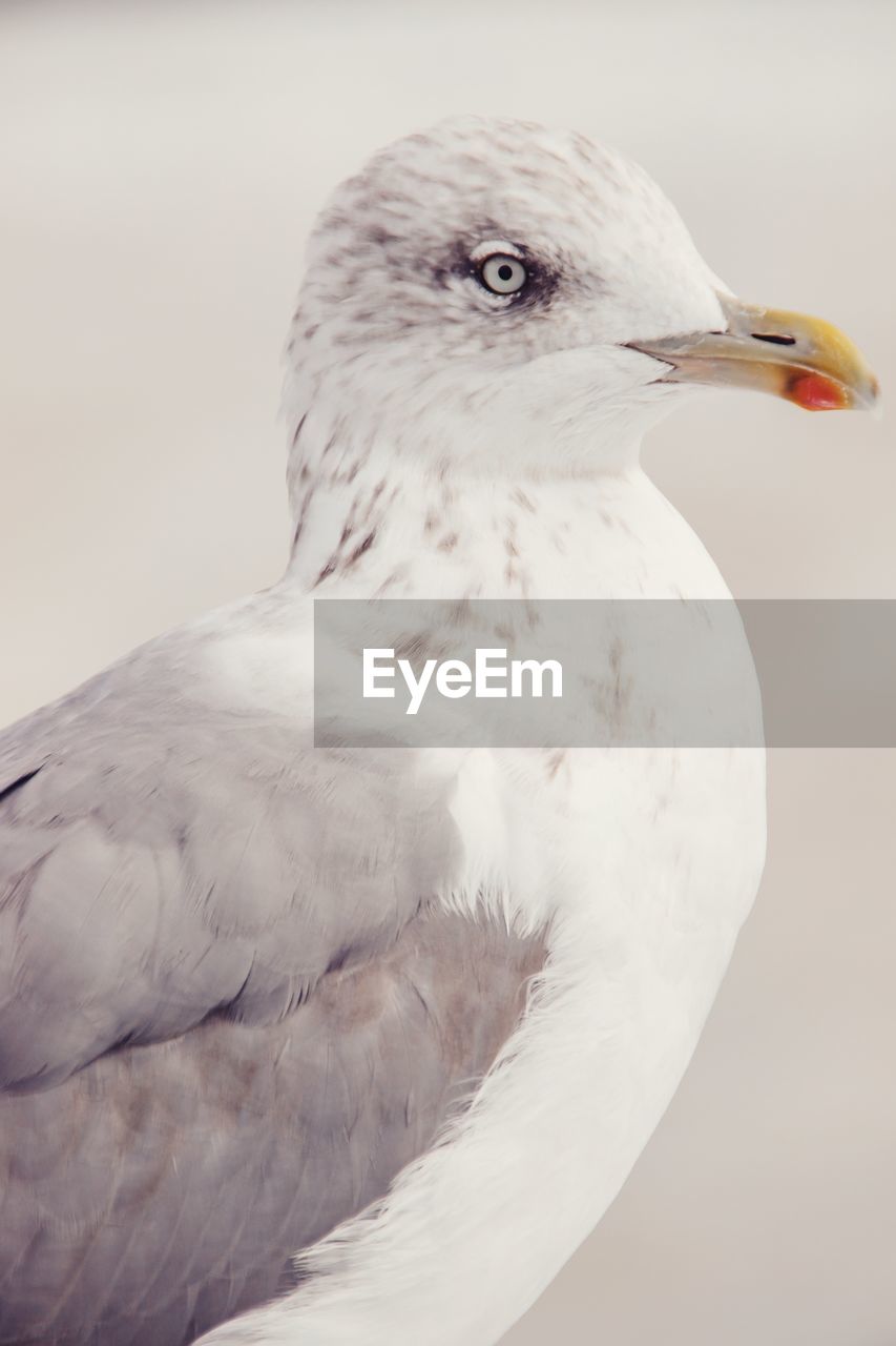 CLOSE-UP OF EAGLE PERCHING ON WHITE WALL