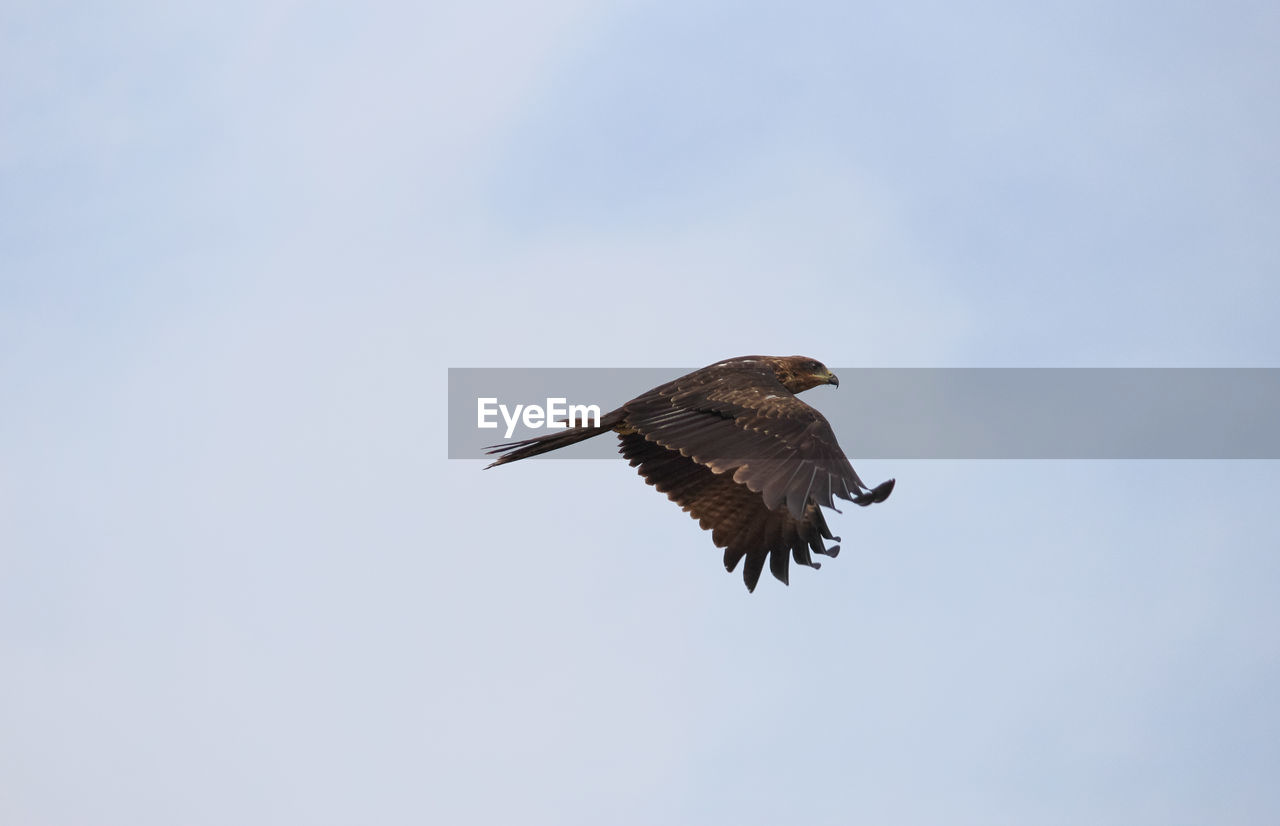 LOW ANGLE VIEW OF EAGLE FLYING IN SKY