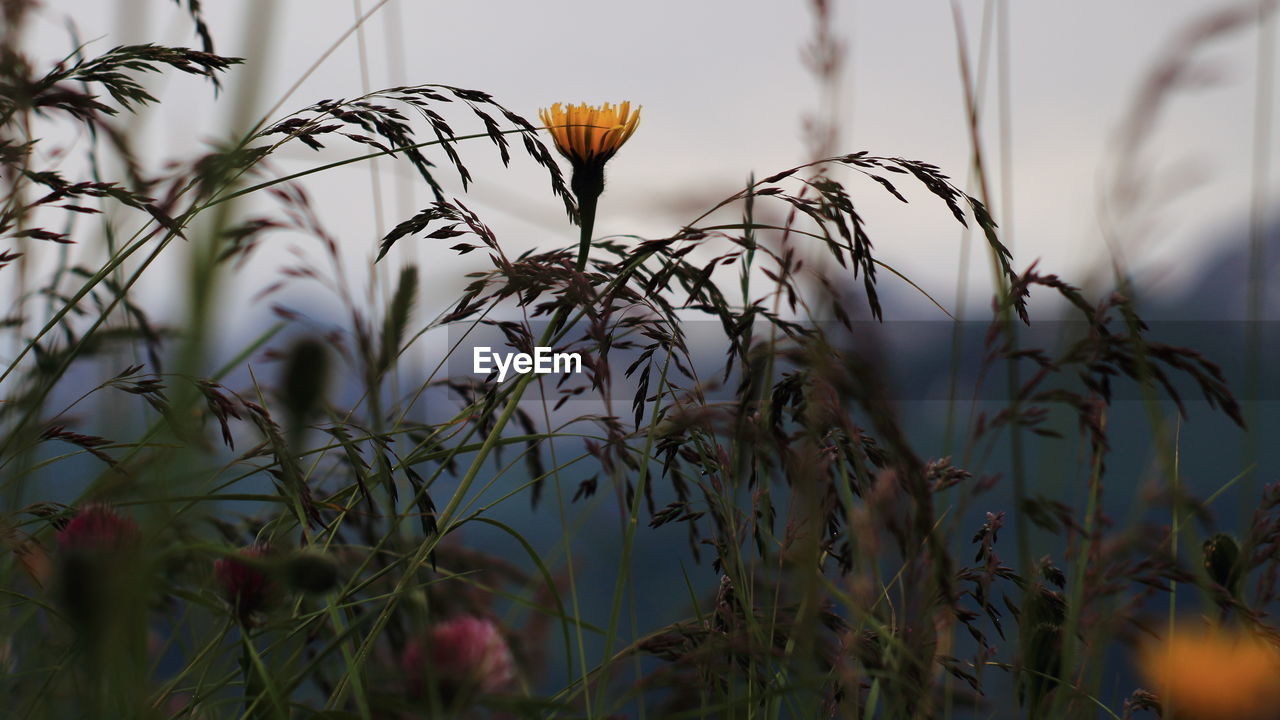 CLOSE-UP OF FLOWERING PLANTS AGAINST BLURRED BACKGROUND