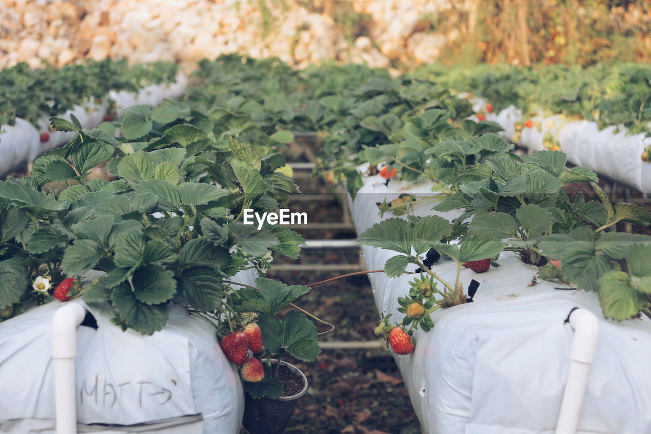 Close-up of strawberries growing on field