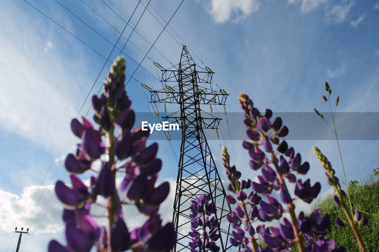 LOW ANGLE VIEW OF PURPLE FLOWERS ON PLANT AGAINST SKY