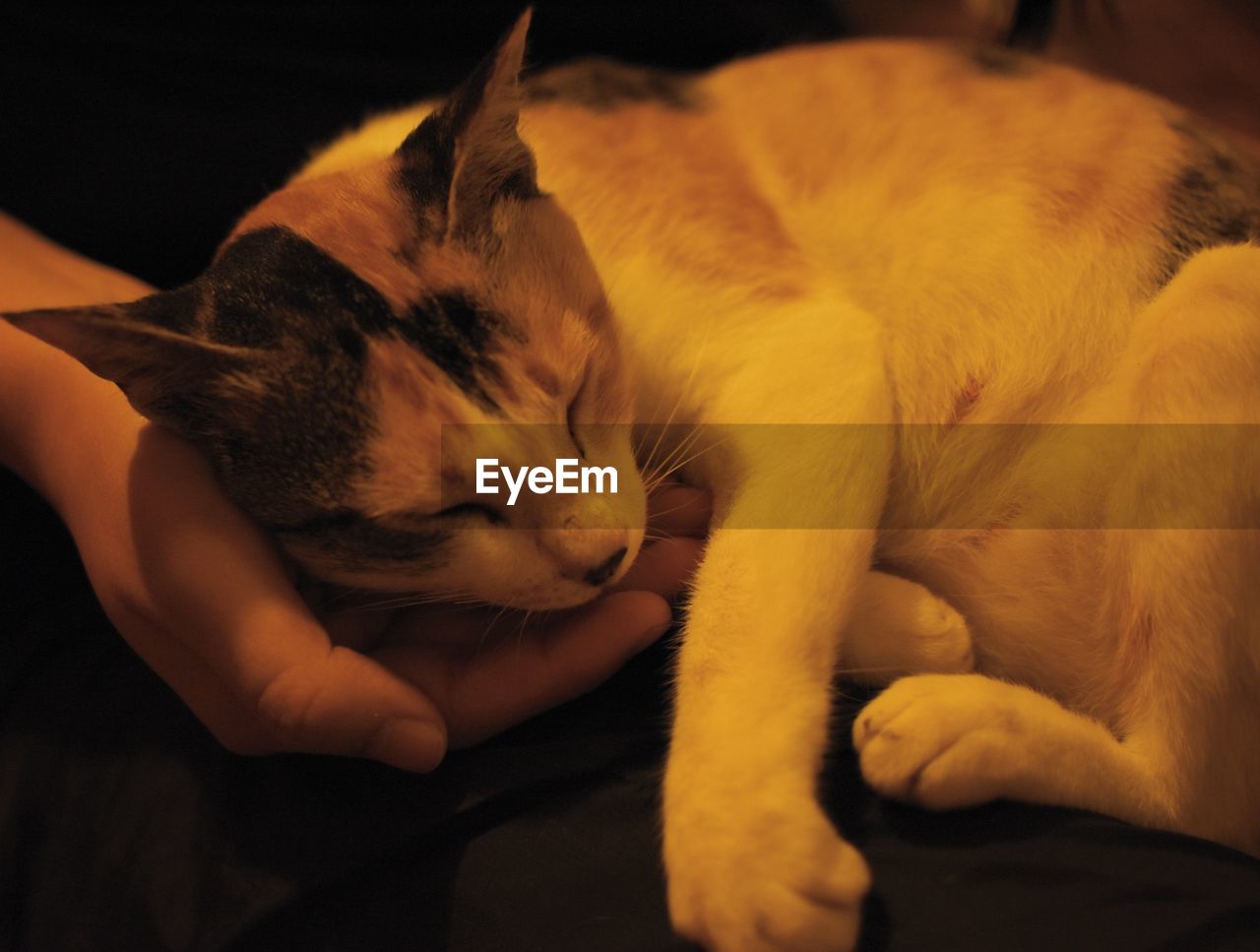 CLOSE-UP OF CAT LYING DOWN ON WOMAN