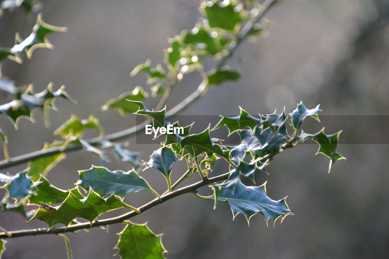 Close-up of leaves on twig