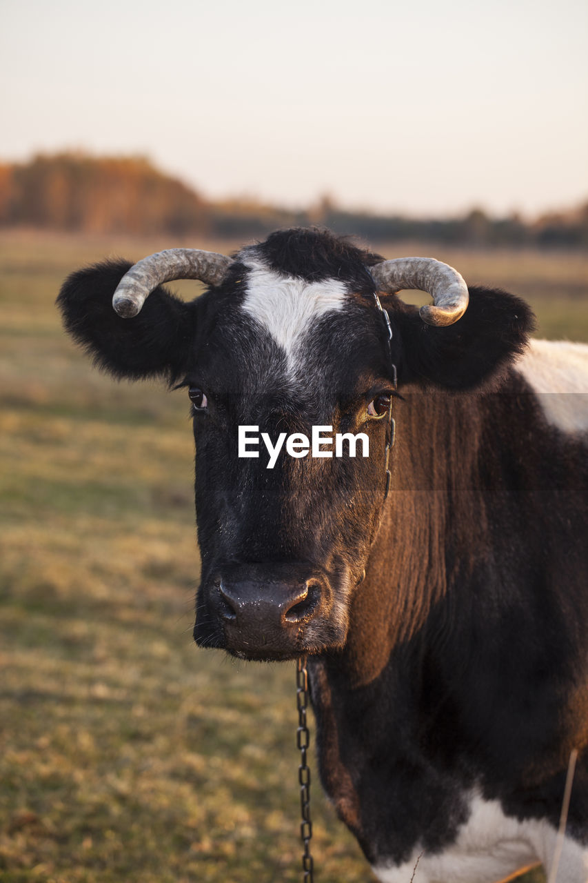 PORTRAIT OF A HORSE ON A FIELD